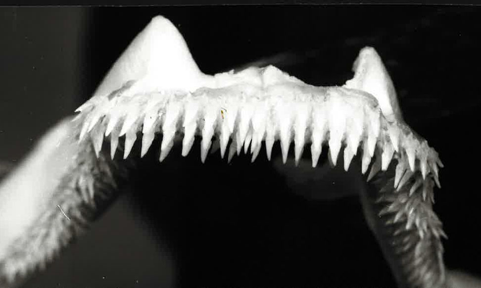 Centroscymnus coelolepis