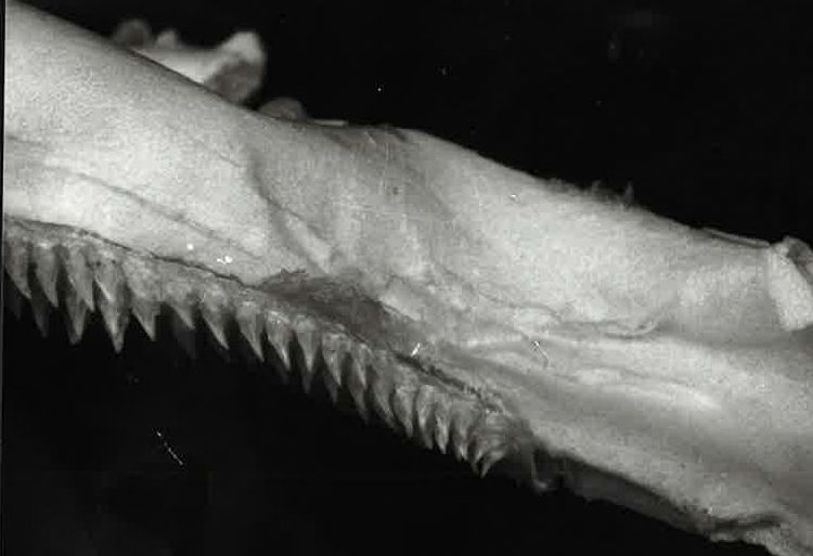 Centroscymnus coelolepis