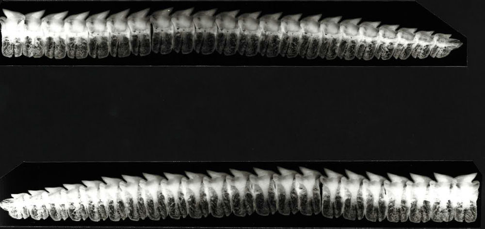 Centroscymnus coelolepis