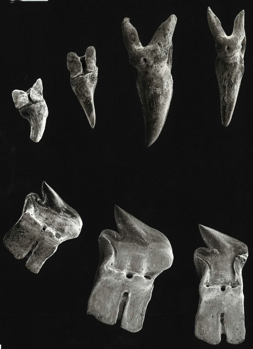 Centroscymnus coelolepis