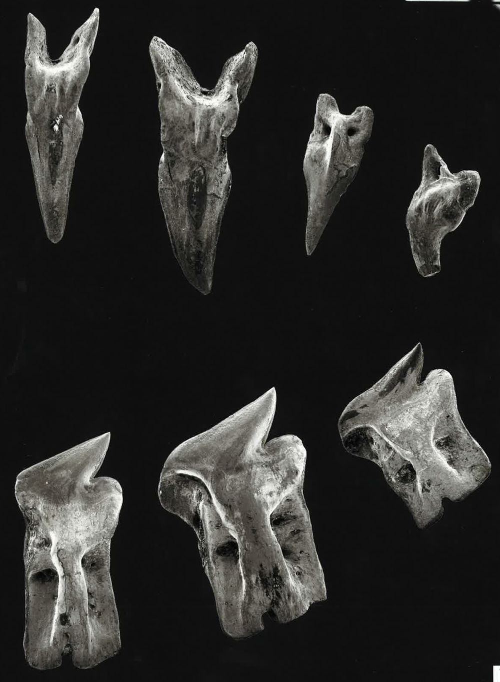 Centroscymnus coelolepis