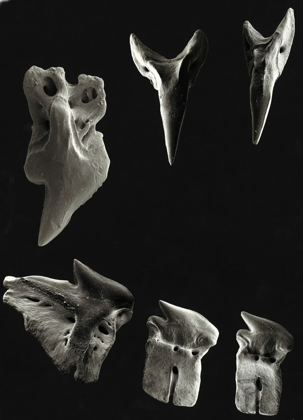 Centroscymnus coelolepis