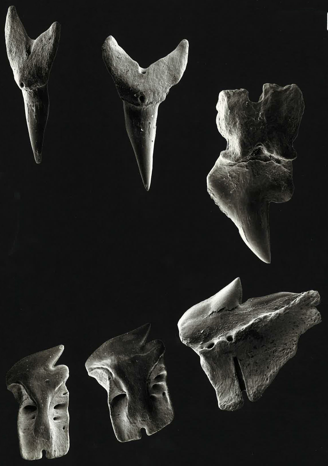 Centroscymnus coelolepis
