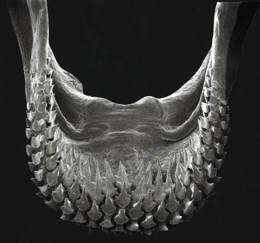 Chiloscyllium plagiosum