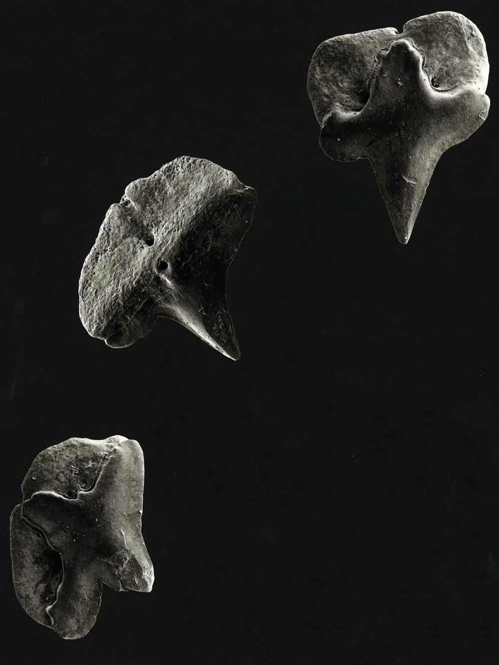 Deania calceus