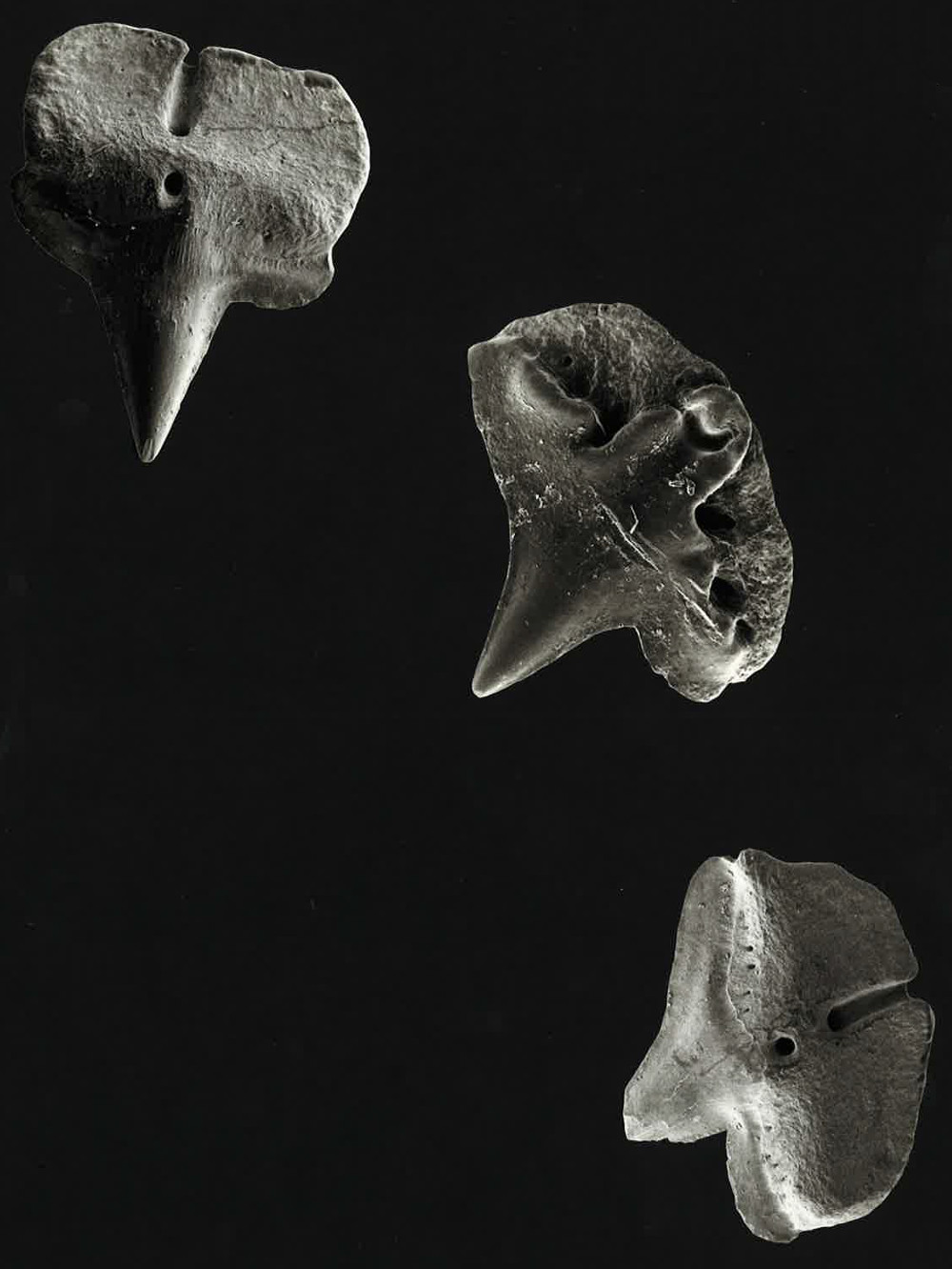 Deania calceus