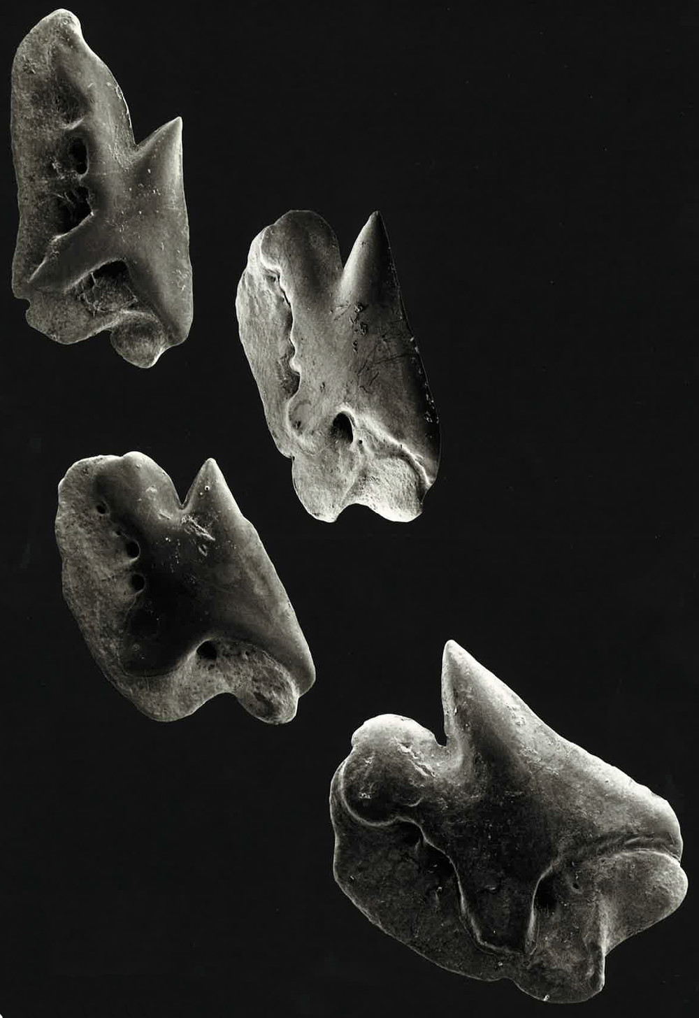 Deania calceus