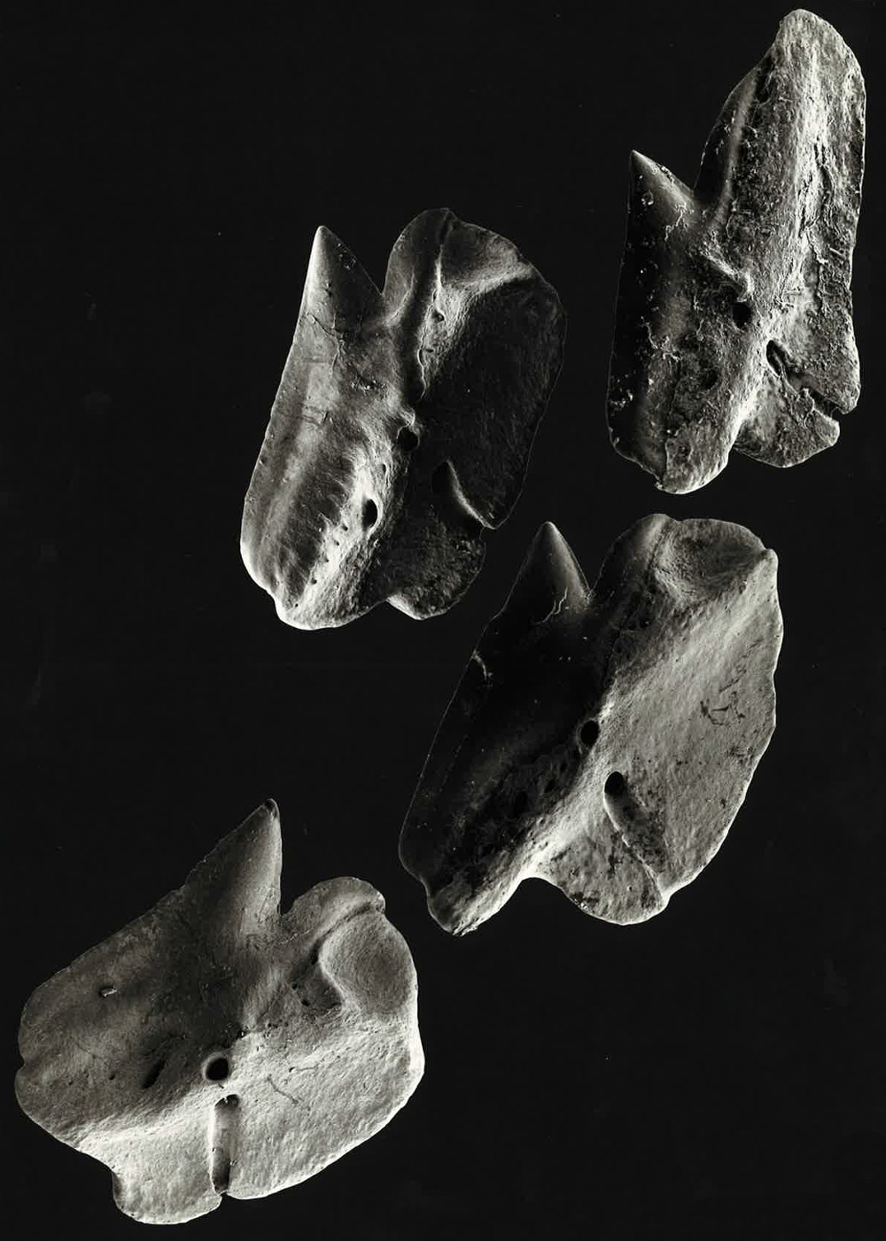 Deania calceus