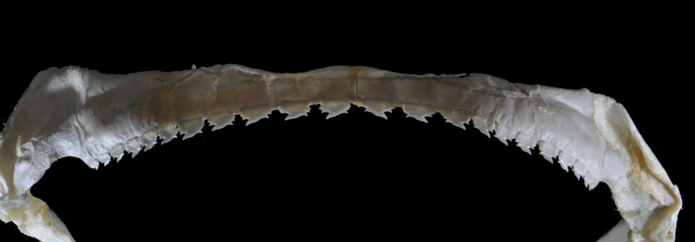 Echinorhinus brucus