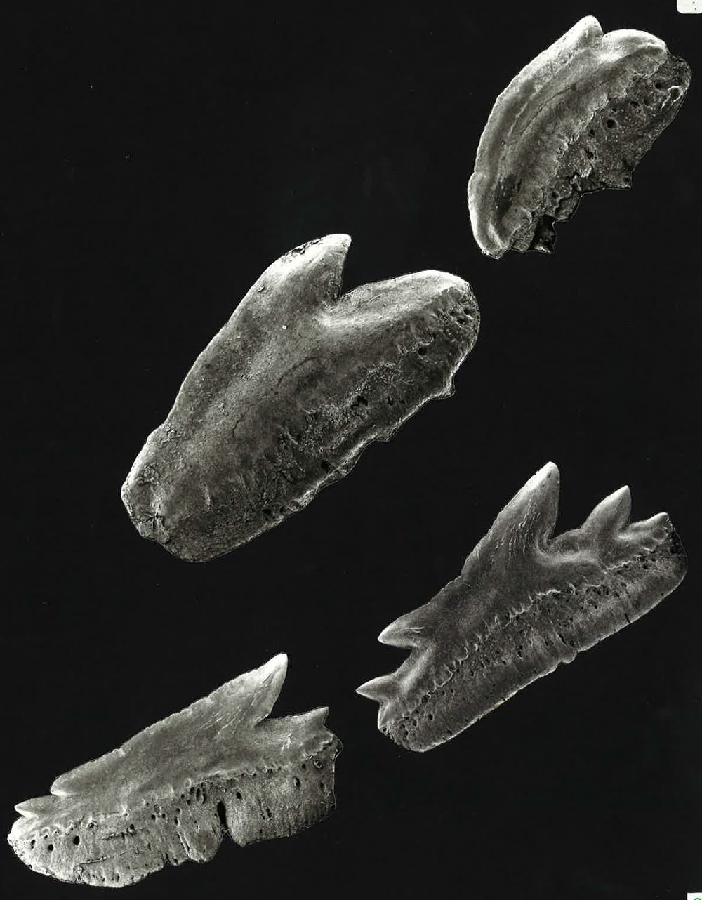 Echinorhinus cookei