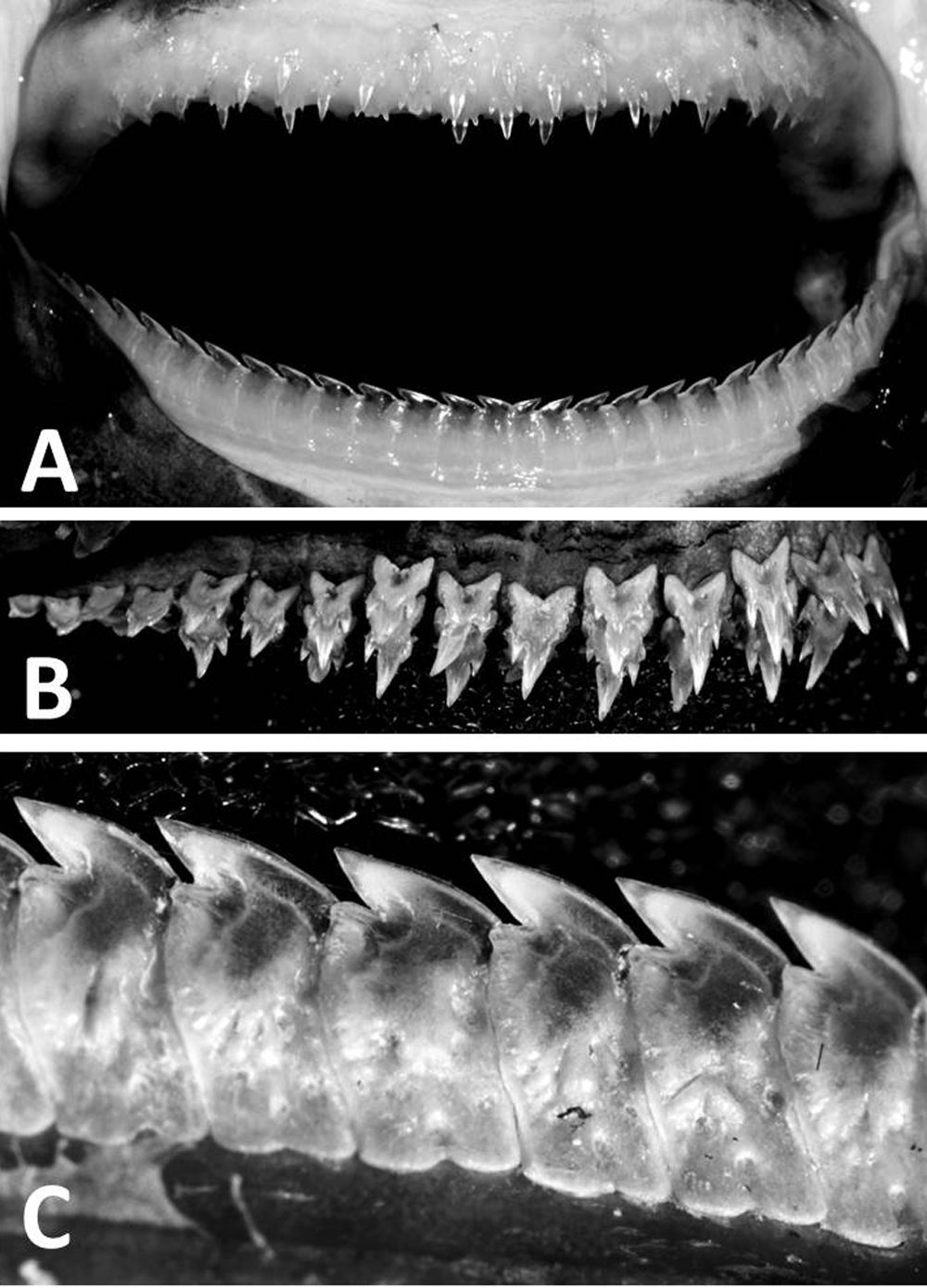 Etmopterus benchleyi