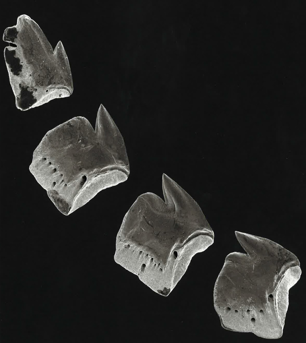 Etmopterus spinax