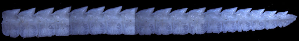 Centroscymnus coelolepis