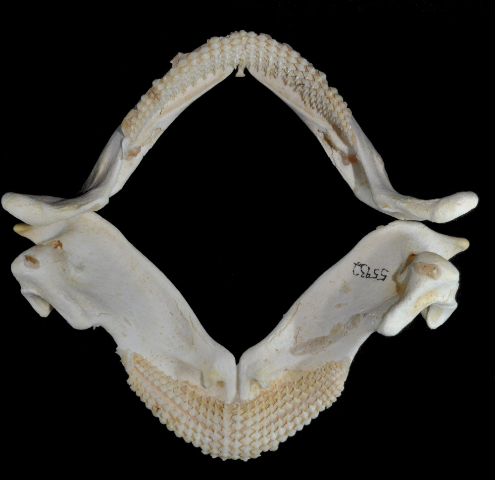 Ginglymostoma cirratum