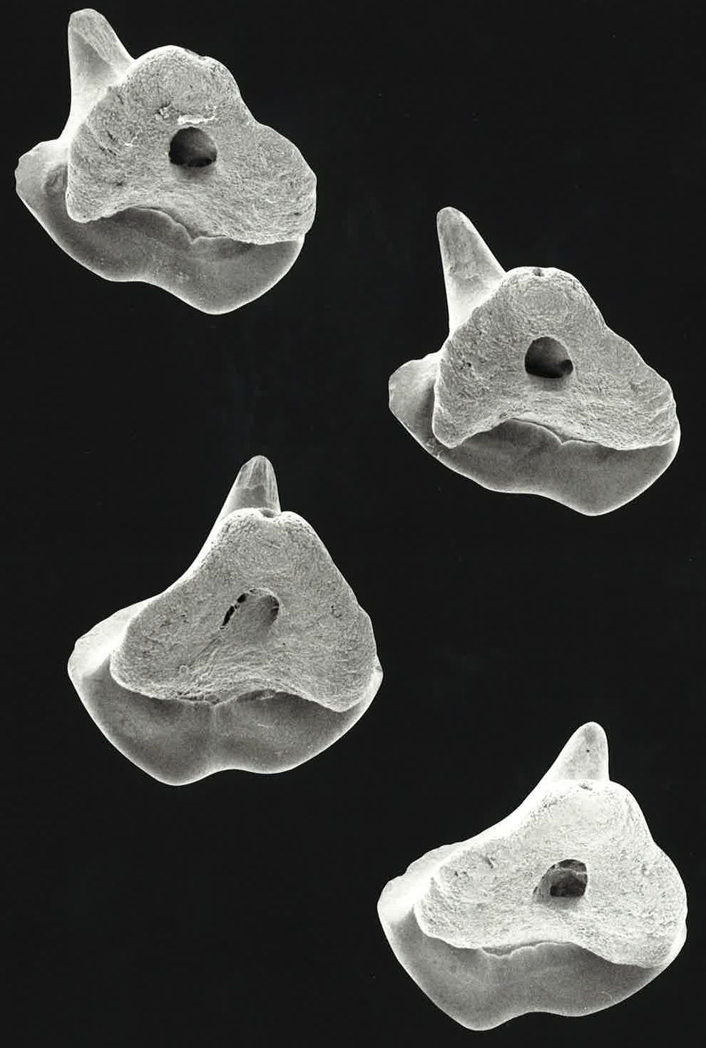 Hemiscyllium freycineti