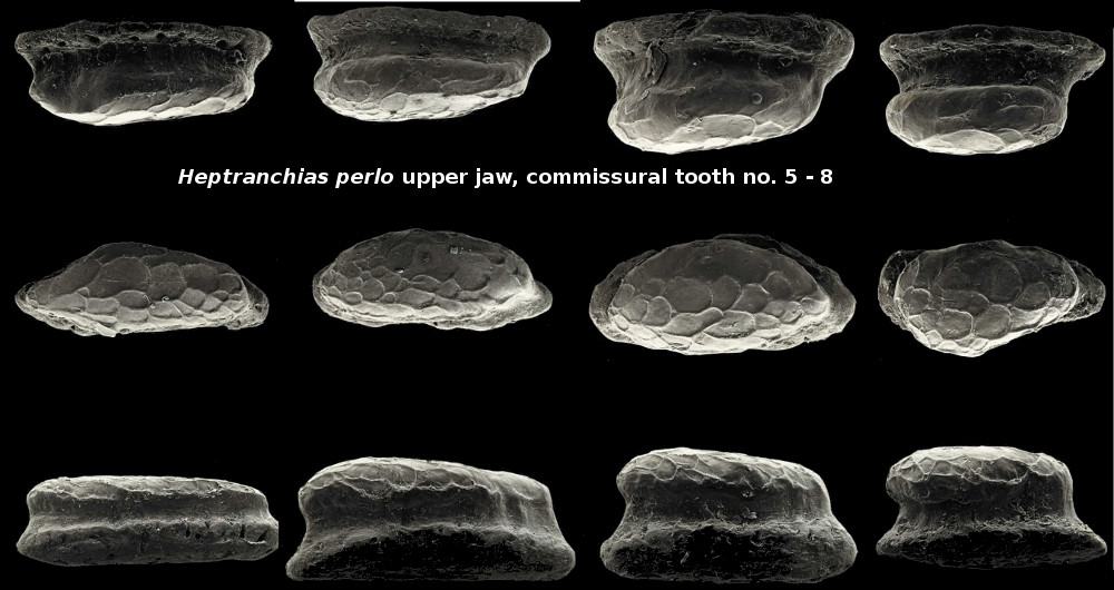 Heptranchias perlo