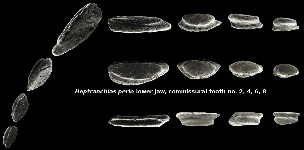 Heptranchias perlo