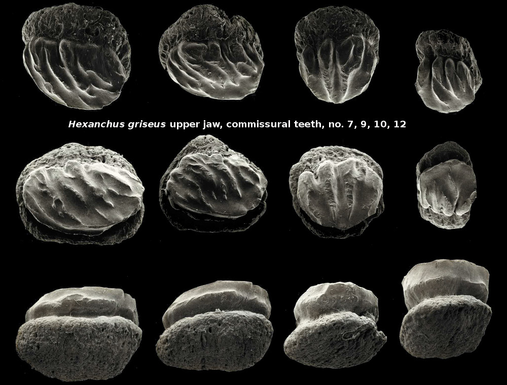 Hexanchus griseus