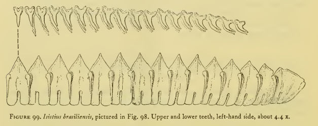 Isistius brasiliensis fig. 99 Bigelow & Schroeder