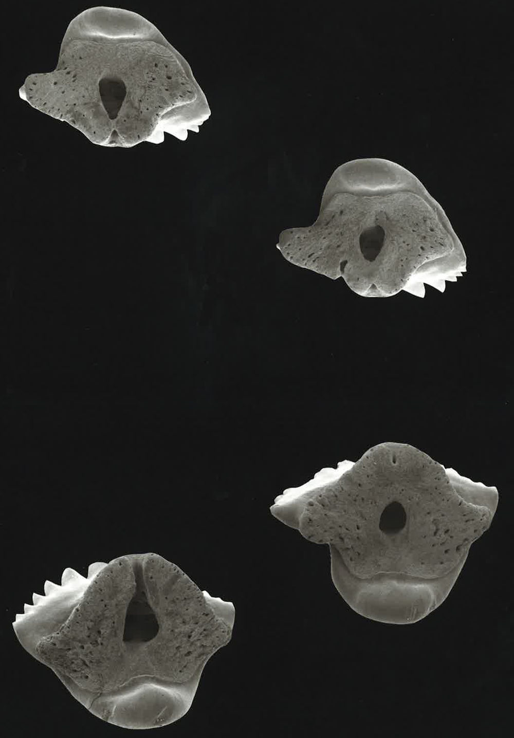 Nebrius ferrugineus