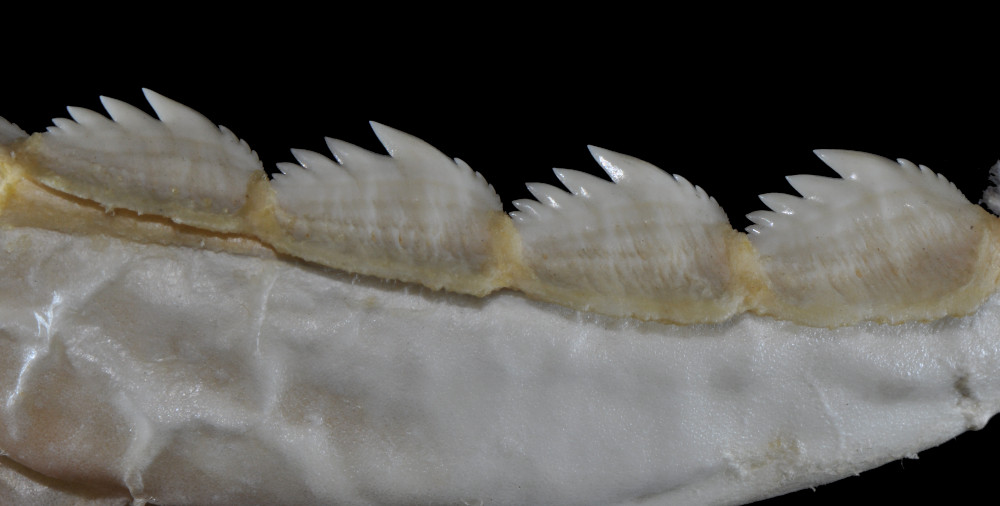 Notorynchus cepedianus