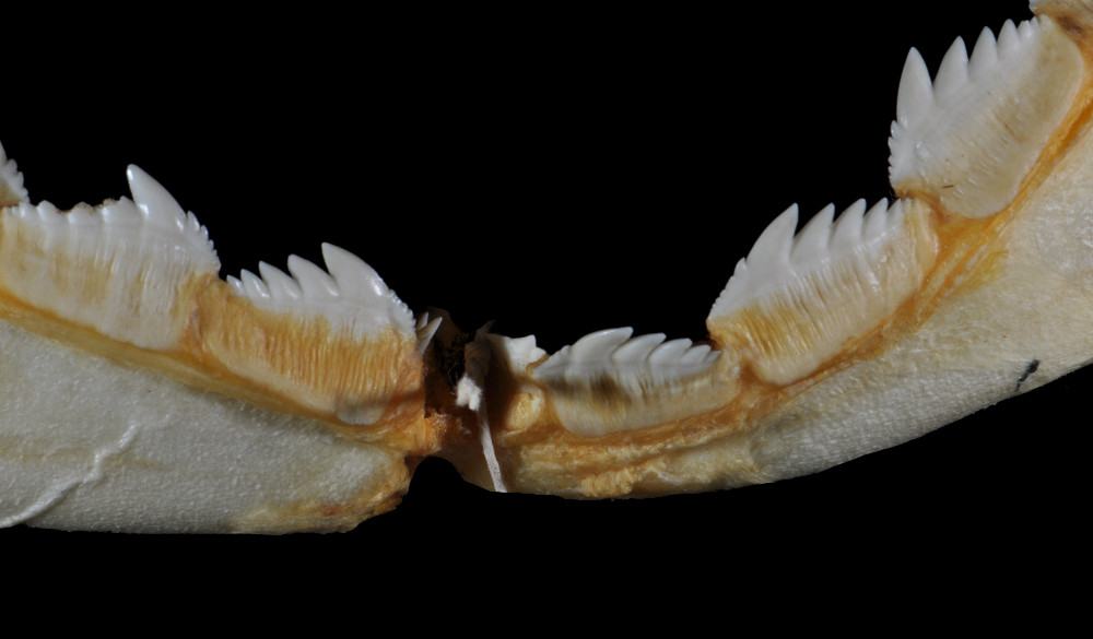 Notorynchus cepedianus