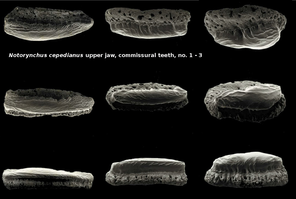 Notorynchus cepedianus