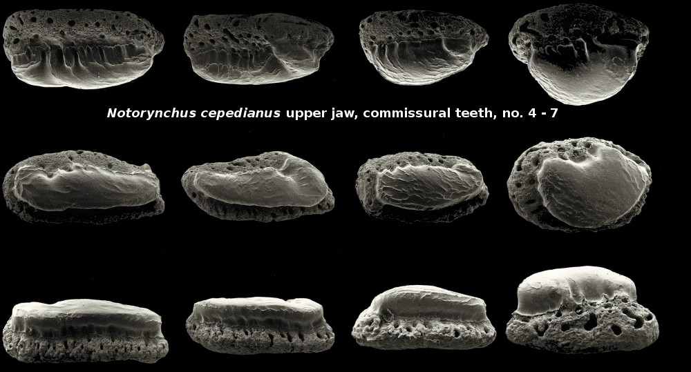 Notorynchus cepedianus