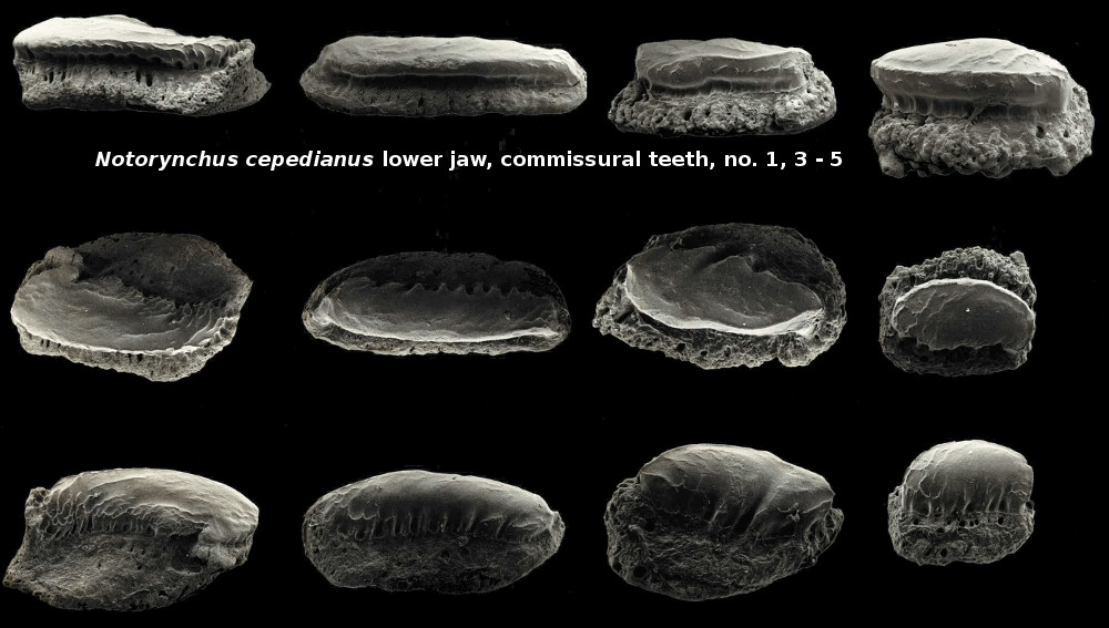 Notorynchus cepedianus