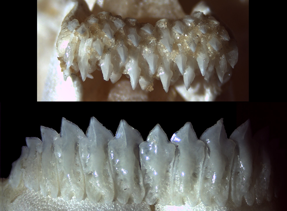 Oxynotus bruniensis