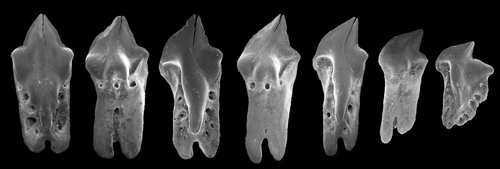 Oxynotus bruniensis