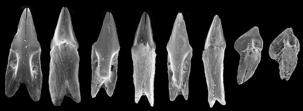 Oxynotus bruniensis