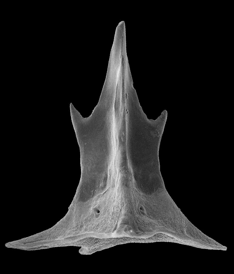 Oxynotus bruniensis