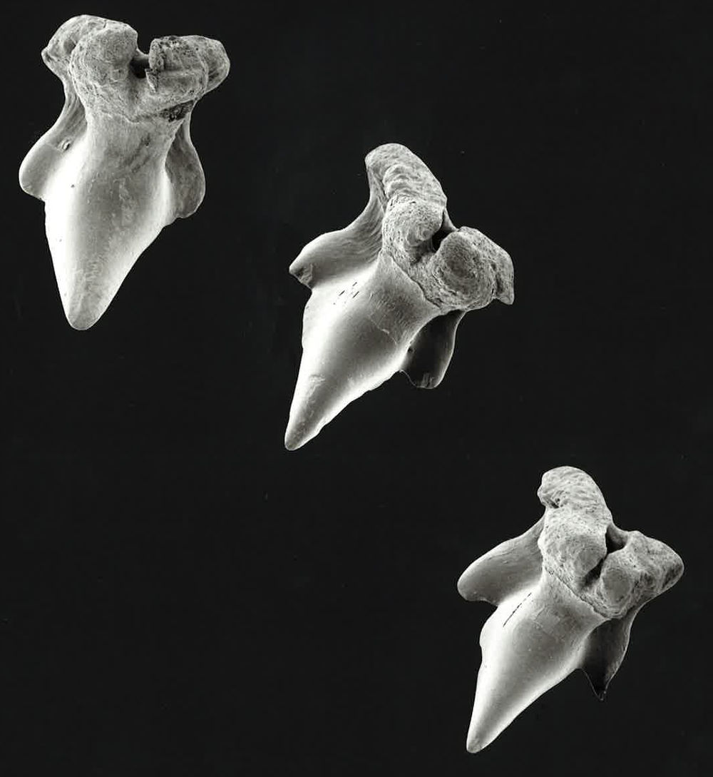 Parascyllium collare
