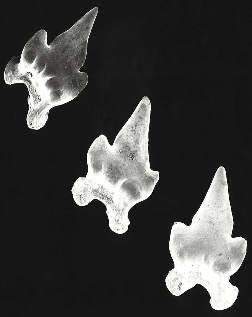 Parascyllium collare