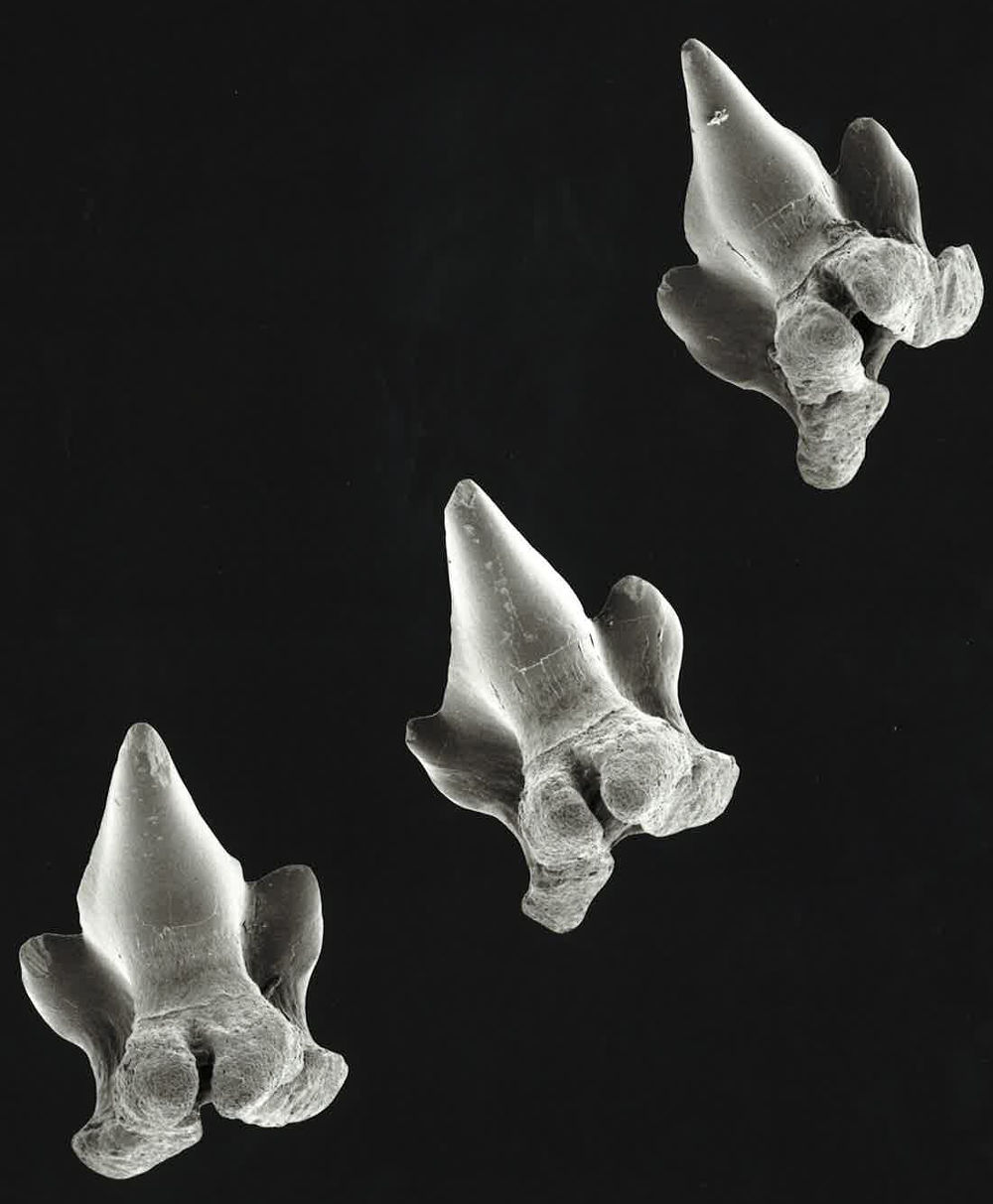 Parascyllium collare