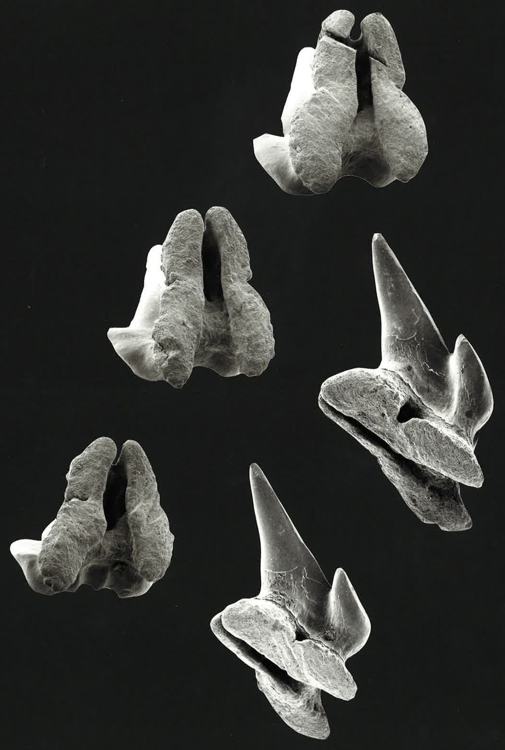 Parascyllium collare