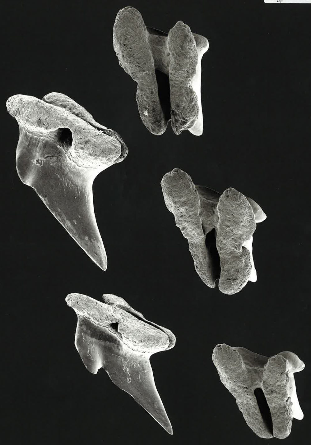 Parascyllium collare
