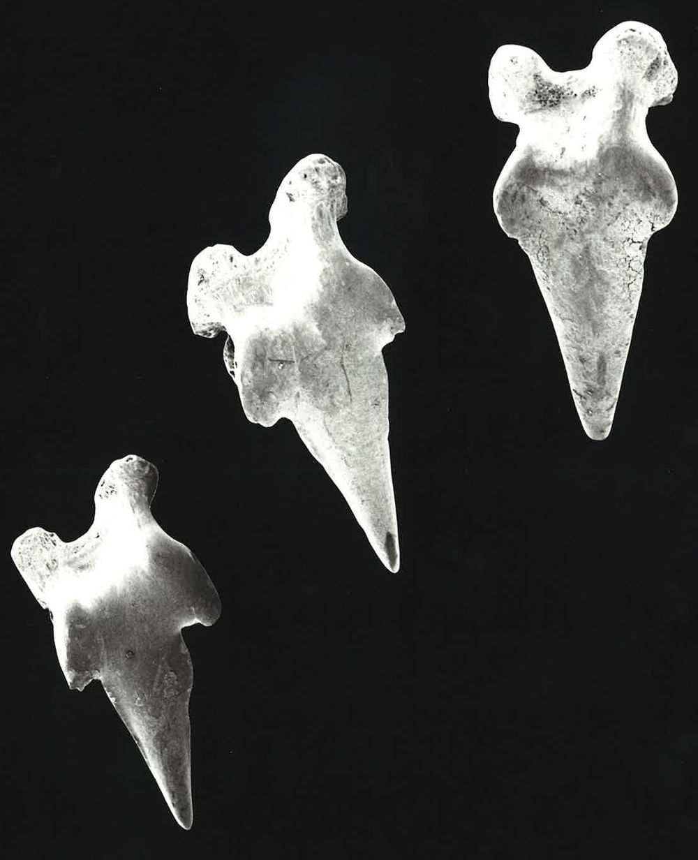 Parascyllium collare