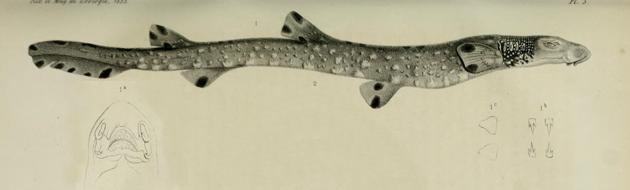 s800-166) RUSTY CARPET shark egg case casing educational Parascyllium sharks  | eBay