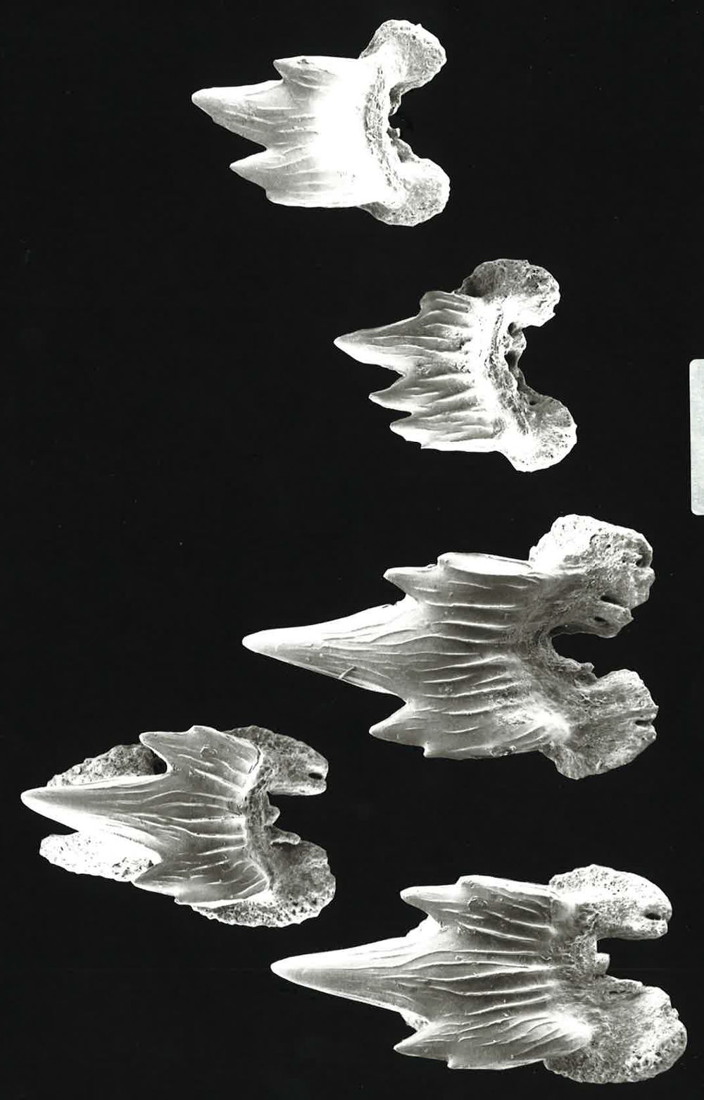 Pseudotriakis microdon