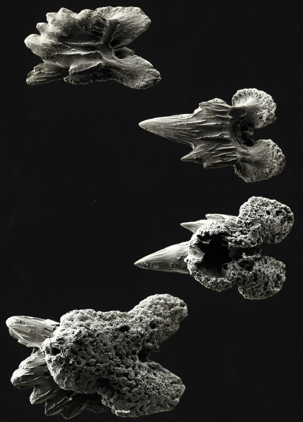 Pseudotriakis microdon