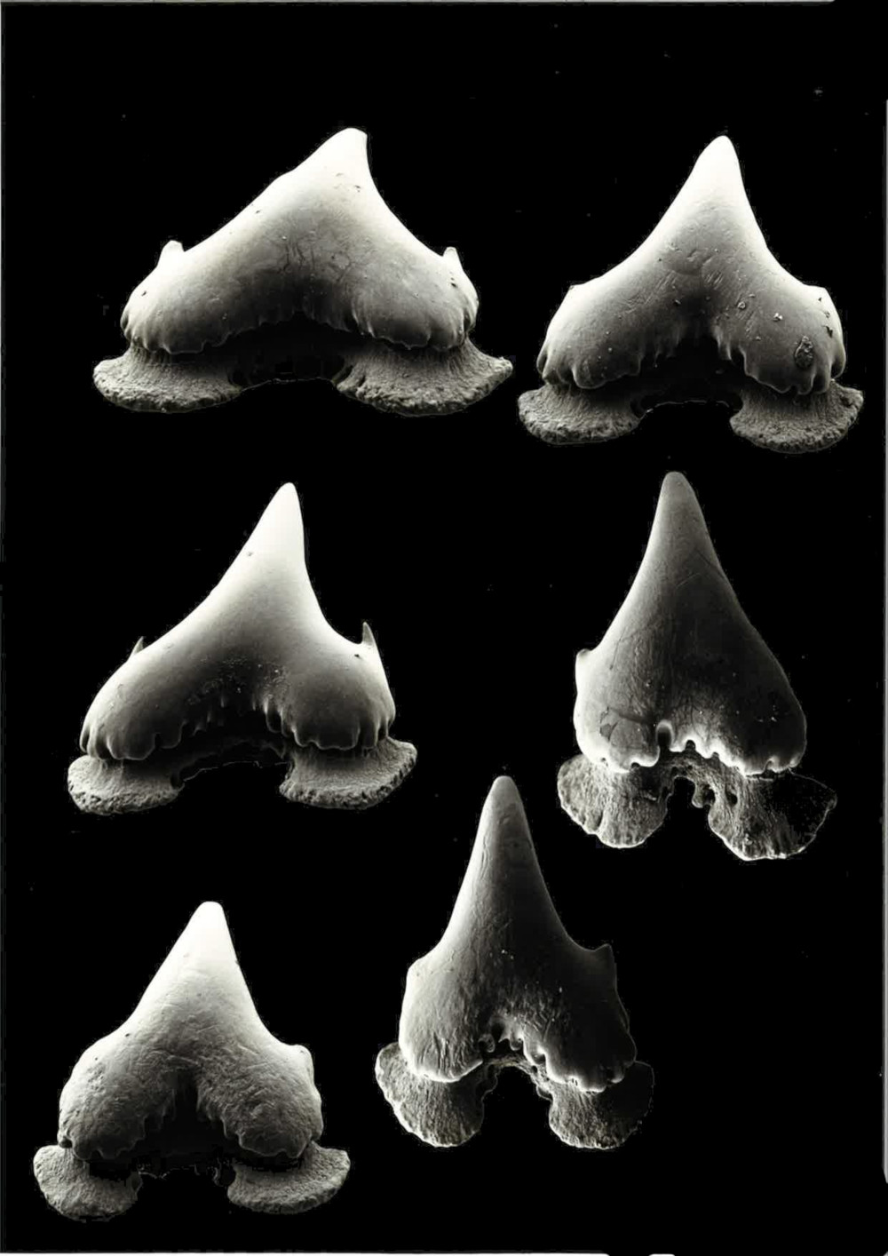 Schroederichthys chilensis