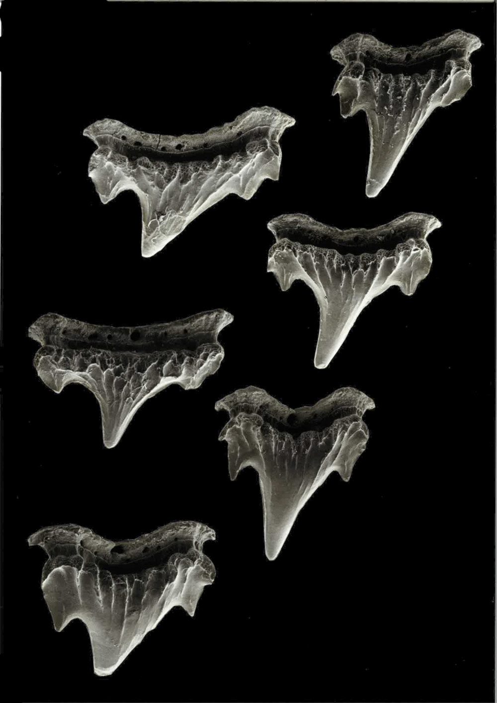 Schroederichthys maculatus