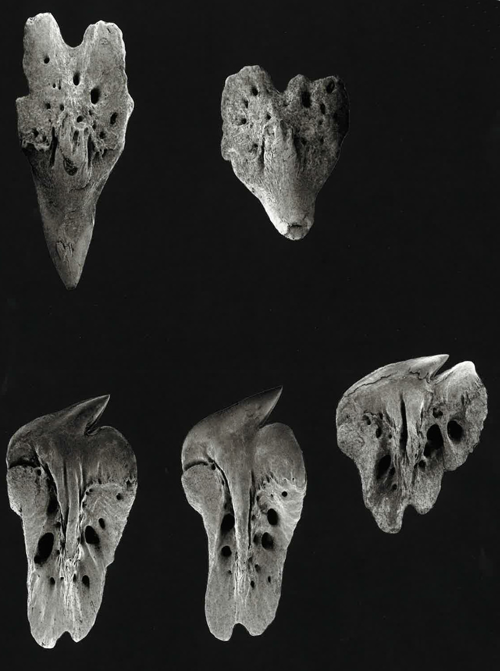 Somniosus microcephalus