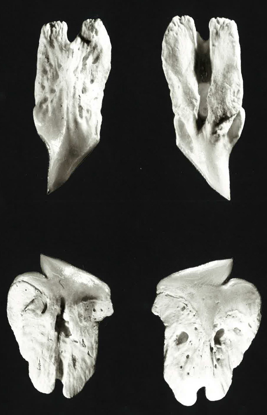 Somniosus microcephalus
