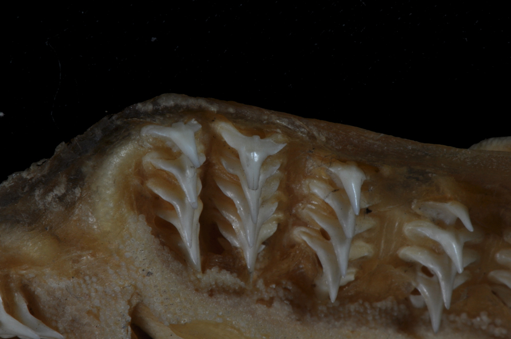 Squatina californica