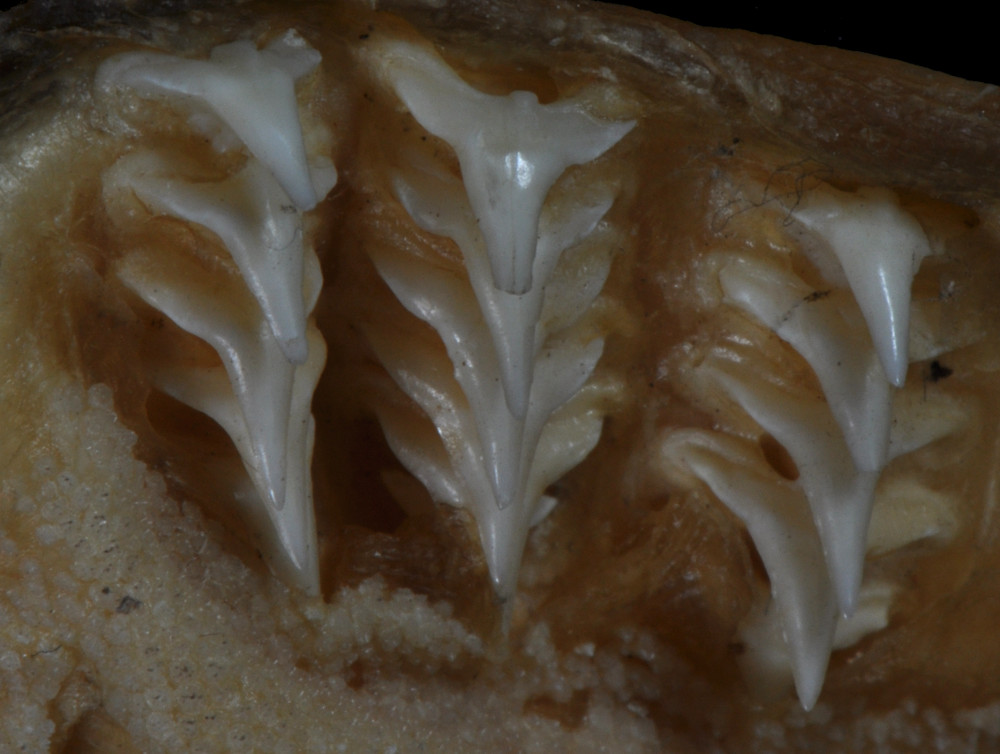 Squatina californica