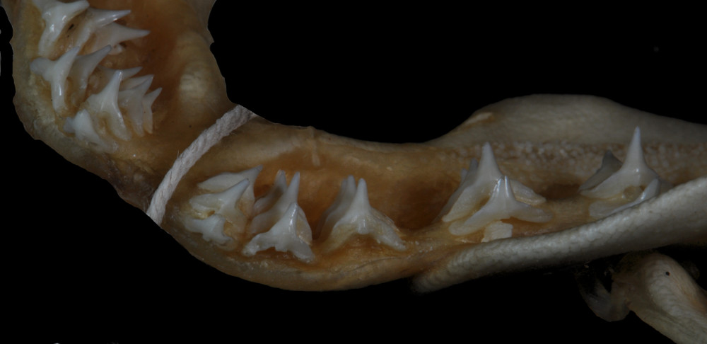 Squatina californica