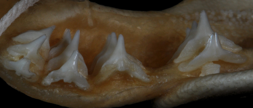 Squatina californica